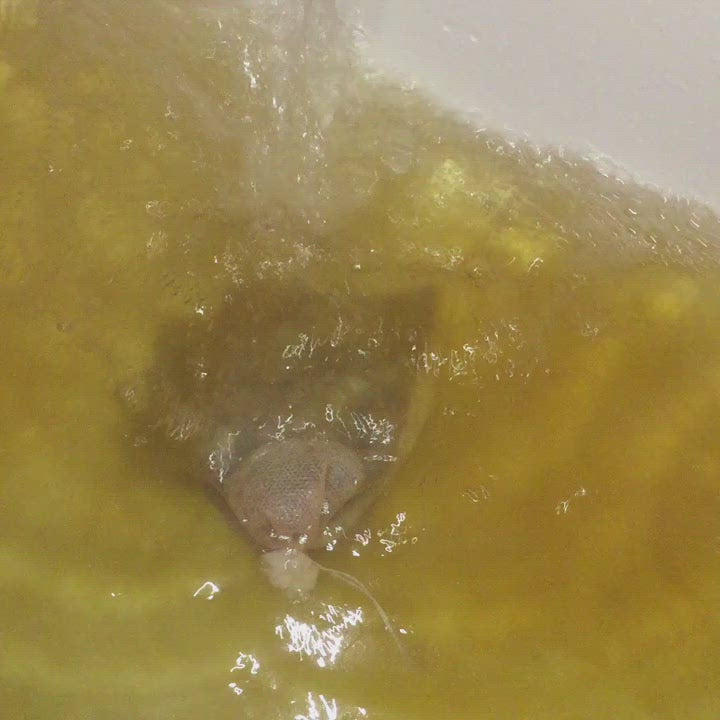 BB's Bath Tub Tea